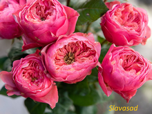 Pink Vuvuzela (Пінк Вувузела) (Мультифлора)